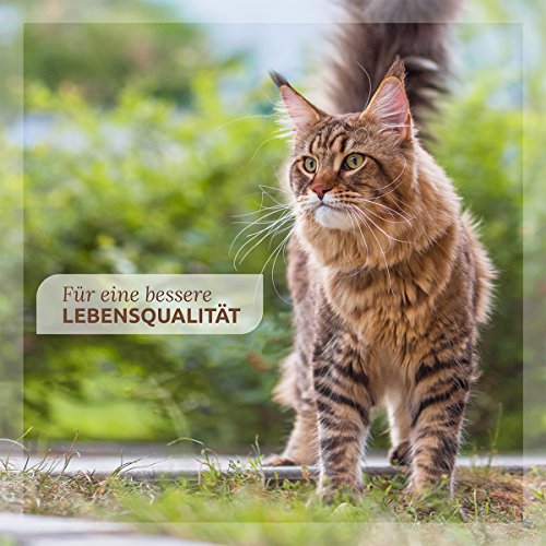 AniForte Wurm-Formel 25 g natürliche Einmalgabe für Katzen, Natur Pur, 100% Naturprodukt, Bei und Nach Wurmbefall, rein natürlich und außerordentlich schonend für die Tiere, Magen & Darm - 5