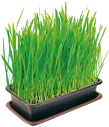 Vitakraft Cat Grass, Katzengras-Set, 1 Stück - 2