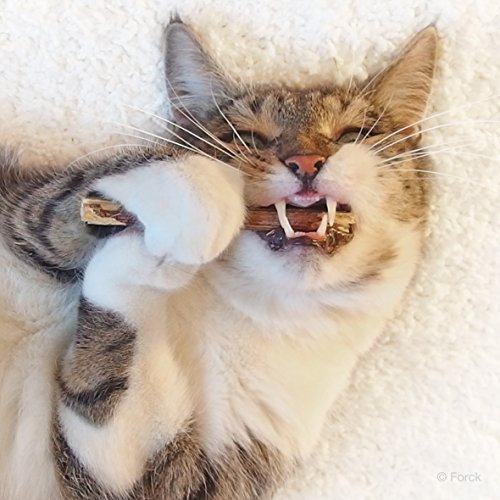 Forck Katzenminze Katzenspielzeug 5 Sticks, unsere Matatabi-Kausticks unterstützen die natürliche Zahnpflege und helfen bei Zahnstein & Mundgeruch - 5