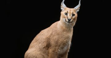 Katzenrasse American Lynx