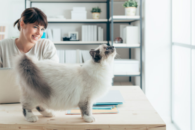 Wie Erziehe Ich Meine Katze