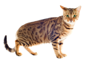 Katzenrasse "Bengalkatze"