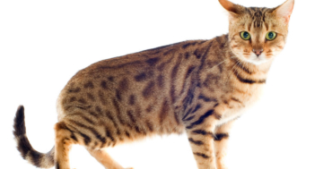 Katzenrasse "Bengalkatze"