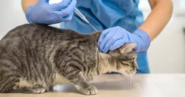 Kurzhaarkatze bekommt Insulinspritze vom Tierarzt - neues Medikament Bexagliflozin setzt Hoffnung von Diabetes bei Katzen