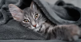 Graue Puschelkatze liegt unter einer grauen Decke und versucht tagsüber ein Nickerchen zu machen - EZGRPBZ - Foto jura_felix_jrs