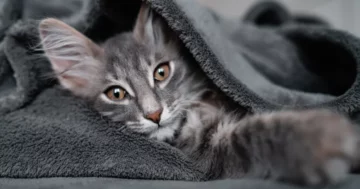 Graue Puschelkatze liegt unter einer grauen Decke und versucht tagsüber ein Nickerchen zu machen - EZGRPBZ - Foto jura_felix_jrs