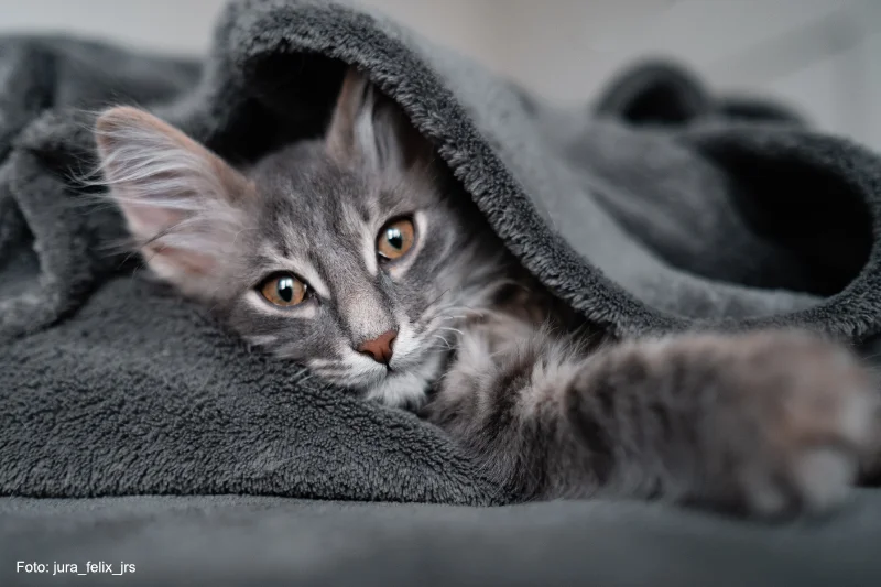 Graue Puschelkatze liegt unter einer grauen Decke und versucht tagsüber ein Nickerchen zu machen - EZGRPBZ - Foto jura_felix_jrs