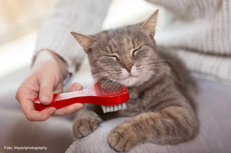 Katzenbesitzer bürstet das Katzenfell mit einer Katzenbürste - 52DE7C2 - Foto Impactphotography