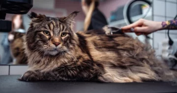 Maine Coon Katze Barivel und Omar sind die größten Katzen der Welt und benötigen eine spezielle Katzenpflege - 93XKN9S - Foto kall1st0