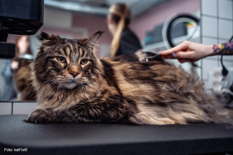 Maine Coon Katze Barivel und Omar sind die größten Katzen der Welt und benötigen eine spezielle Katzenpflege - 93XKN9S - Foto kall1st0